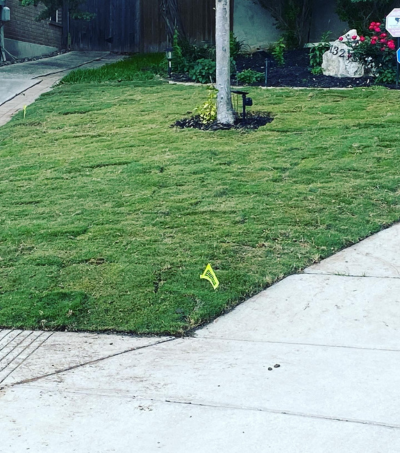 <h2>Routine Lawn Maintenance</h2>